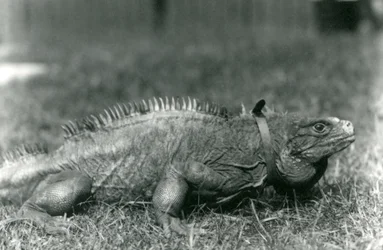 En molnig stenleguan, iklädd krage, går på en gräsmatta på London Zoo, juli 1924