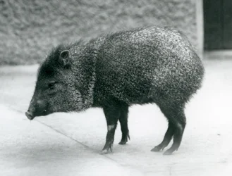 A Collared Peccary på London Zoo, 1927