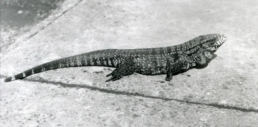 En vanlig gyllensvart colombiansk tegu eller tigerödla på London Zoo i augusti 1926