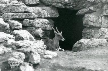 En vanlig eland vilar i ingången till sitt skydd bland klipporna i Eland/Antelope Paddock, London Zoo 1929 (s/v foto)