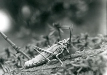 A Common Milkweed Locust på London Zoo, maj 1927