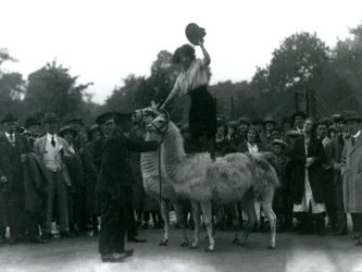 En Cowgirl står på två lamor under ett besök på London Zoo 1924