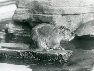 En Coypu sitter på en stenig avsats i en pool i dess inhägnad vid London Zoo, februari 1928 (s/v foto)