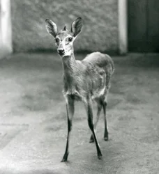 En Crowned Sahel West African Bush Duiker på London Zoo i augusti 1927