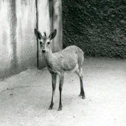 En Crowned Sahel West African Bush Duiker på London Zoo i augusti 1927