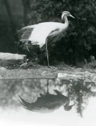 En Demoiselle Crane stående, på ett ben, med sin spegelliknande reflektion i poolen nedanför, London Zoo