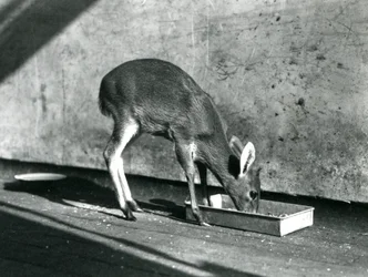 En Duiker som matar från en bricka på marken, London Zoo, juli 1925