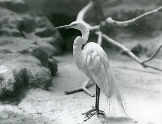 En Hägrar eller Great White Heron i häckande fjäderdräkt, stående på golvet i sin inhägnad vid London Zoo i juni 1928