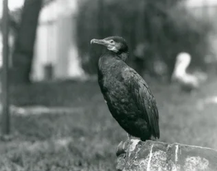 En storskarv på London Zoo i september 1927