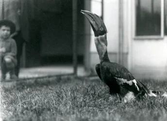 En näshornsfågel tittar uppåt medan han står på gräset i sin voljär, medan en liten pojke tittar på i bakgrunden, London Zoo, 1924