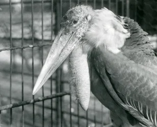 A Greater Adjutant Stork på London Zoo i juli 1925