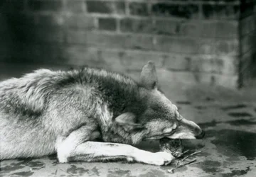 En GreyTimber Wolf ligger ner för att äta på London Zoo 1927