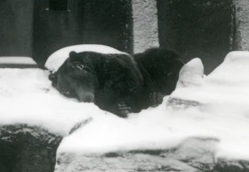 En grizzlybjörn som sover i snön, London Zoo, 1924