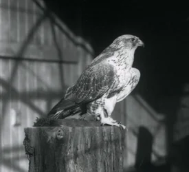En Gyrfalcon vilande på en stock, London Zoo, december 1925