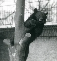 En brun Himalayabjörn Isabelline Bear Dzu-Teh i ett träd på London Zoo 1925