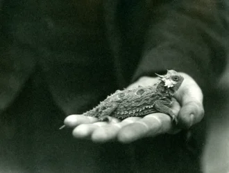 En hornödla vilar i sin vårdnadshavares hand, London Zoo, april 1923 (svart foto).