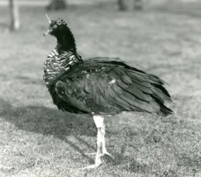 En Horned Screamer som står på gräs på London Zoo i september 1927