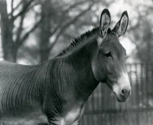 En hybridzebra på London Zoo i juli 1924