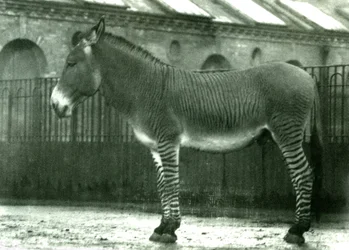 En hybridzebra i sin inhägnad vid London Zoo, 1924 (bw-foto)
