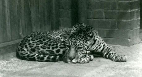 En Jaguar vilar på London Zoo i juni 1924