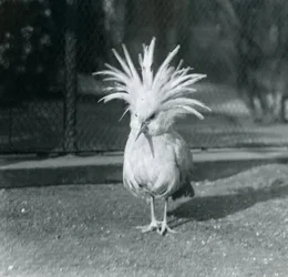 En Kagu eller Cagu som visar sina krönfjädrar på London Zoo, juni 1921