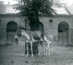 En KiangTibetan Wild AssKhyangGorkhar och hennes föl står under ett träd i deras hage, London Zoo, augusti 1927