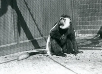 En kikuyu svartvit guereza sittande i sin inhägnad på London Zoo i juli 1925