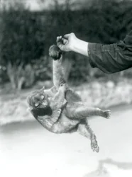 En veckelbjörn hänger med gripsvansen från en djurskötares finger, London Zoo, september 1925