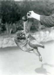 En veckelbjörn hänger med gripsvansen från en djurskötares finger, London Zoo, september 1925