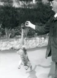 En veckelbjörn som hänger upp och ned från en djurskötares finger med sin gripsvans, London Zoo, september 1925