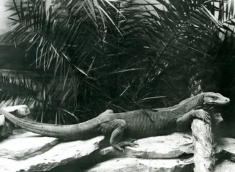 En Komodo DragonMonitor vilar sin nacke och framben mot en stock på London Zoo i juni 1927