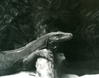 En Komodo DragonMonitor vilar sin nacke och framben mot en stock på London Zoo i juni 1927