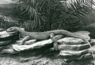 En Komodo Dragon Monitor vilande på en stenig vägg på London Zoo 1927