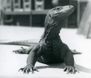 En Komodo-drake på London Zoo, augusti 1928