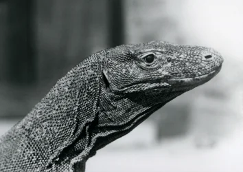 En komododrake på London Zoo i augusti 1928 (s/v foto)