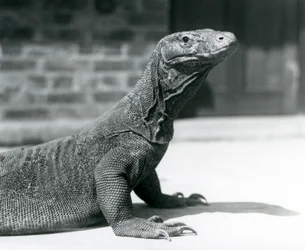 En komododrake på London Zoo i augusti 1928 (s/v foto)