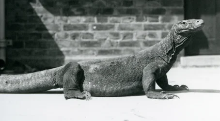 En komododrake på London Zoo i augusti 1928 (s/v foto)