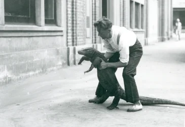 En Komodo Dragon holdes op på bagbenene af en målmand i London Zoo i august 1928 (s/h foto)
