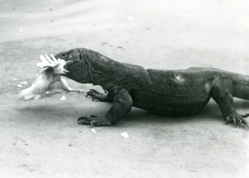 En Komodo-drake som äter en kyckling, London Zoo