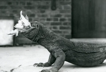 En komododrake som äter en kyckling på London Zoo augusti 1928 (s/v foto)