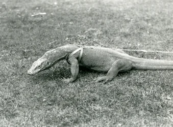 En komododrake ute på promenad på en gräsmatta, iklädd sele och koppel (s/v foto)