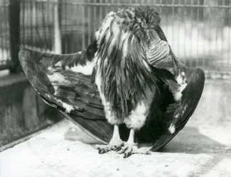 En lappgam på golvet i sin inhägnad och putsar sina vingfjädrar, London Zoo.