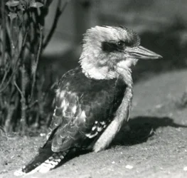 A Laughing Kookaburra på London Zoo i april 1925