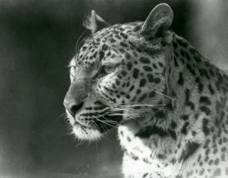 En leopard på London Zoo 1930 (s/v foto)