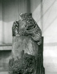 En leopard som ligger på toppen av en stubbe, London Zoo