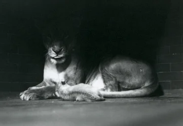 En lejonunge som ligger med sin mor i skuggan längst bak i sitt hägn, London Zoo, oktober 1925