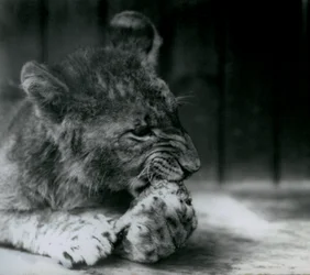 En lejonunge matar på ZSL London Zoo 1927