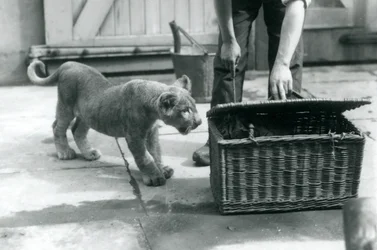 En lejonunge tittar på en tigerunge i en flätad korg, som en djurhållare öppnar, London Zoo, september 1925