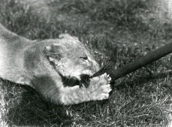 En lejonunge som leker med en mopp, hållen av sin skötare, på gräset framför sin håla, London Zoo, september 1925
