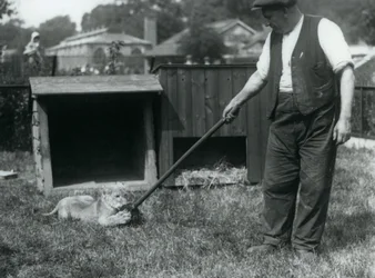 En lejonunge som leker med en mopp, hållen av sin skötare, på gräset framför sin håla, London Zoo, september 1925